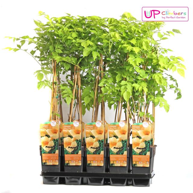 Campsis radicans 'Flava' (geënt)