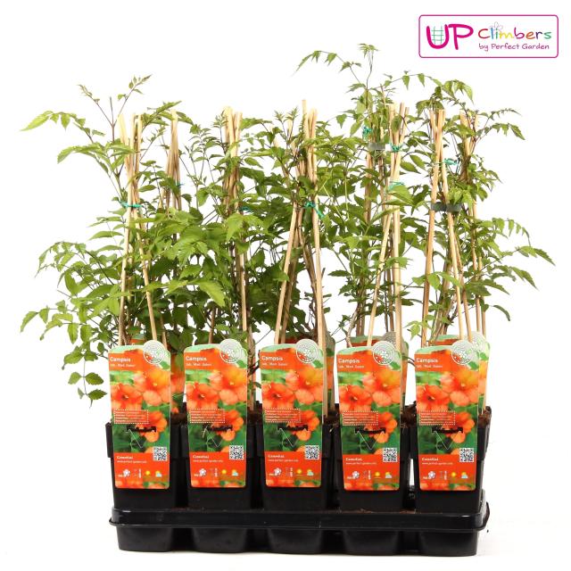 Campsis tagliabuana 'Madame Galen' (geënt)