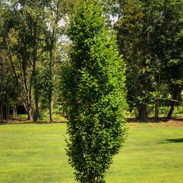 Carpinus betulus 'Frans F.'