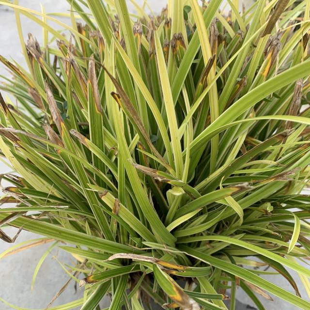 Carex morowii 'Ice Dance'