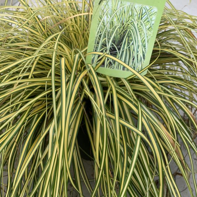 Carex oshimensis 'Evergold'