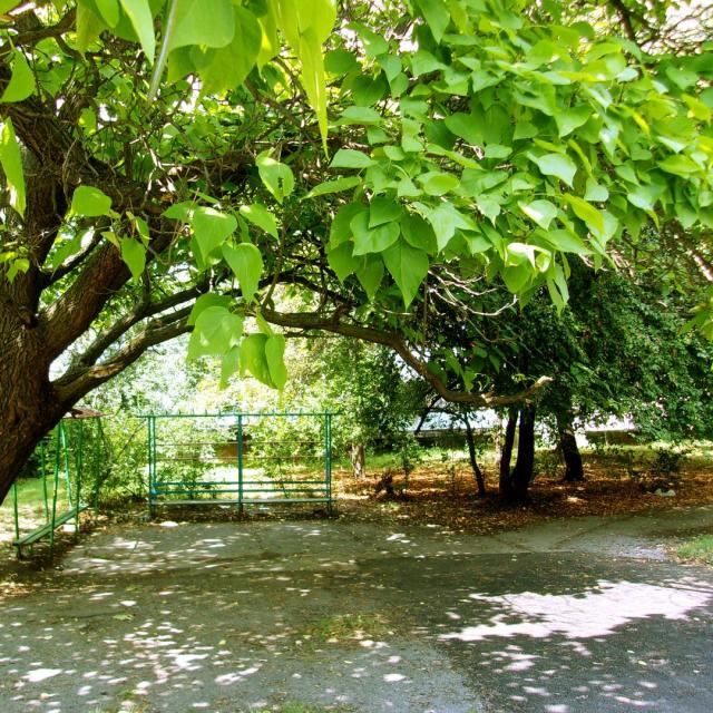 Catalpa bignonioides 'Aurea'
