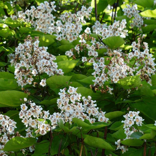 Catalpa bignonioides