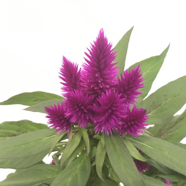 Celosia