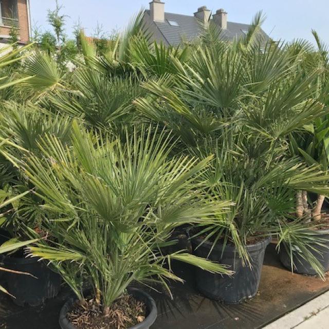 Chamaerops humilis