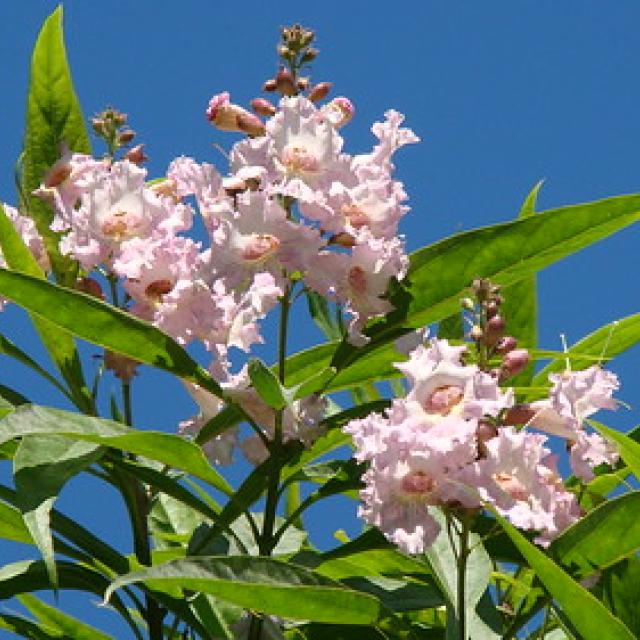 Chitalpa Summer Bells