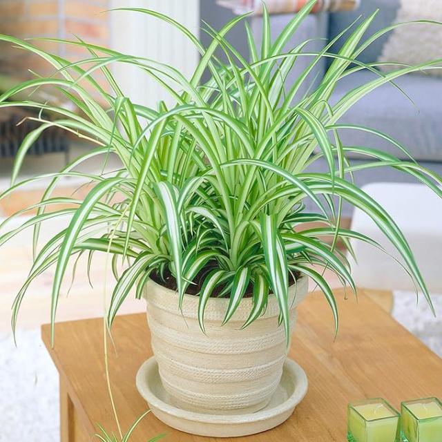 Chlorophytum variegatum
