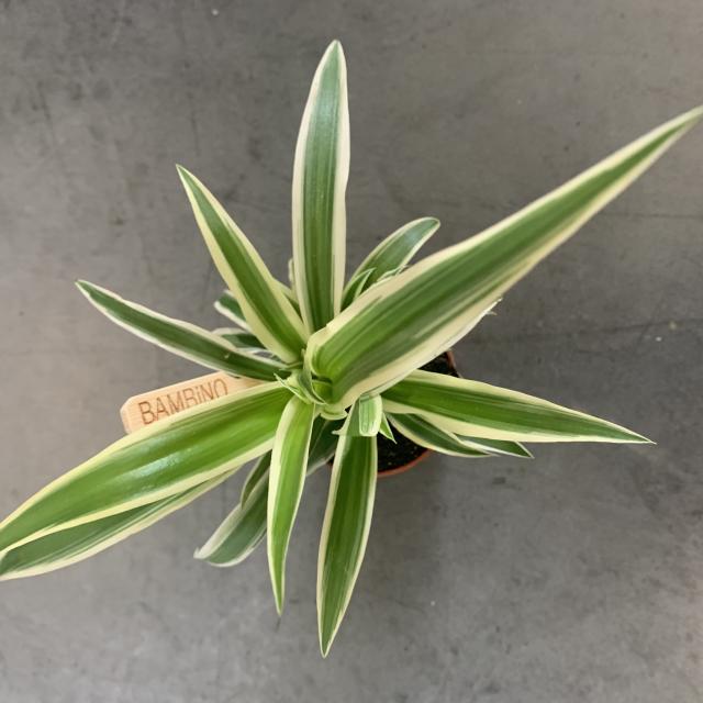 Chlorophytum 'Vittatum'
