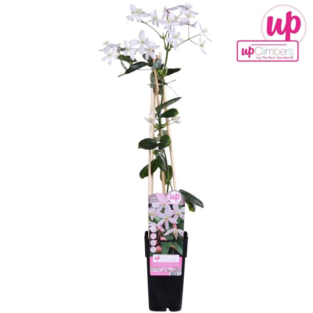 Clematis armandii 'Apple Blossom'