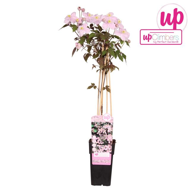 Clematis montana 'Fragrant Spring'