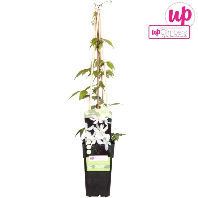 Clematis montana 'Grandiflora'