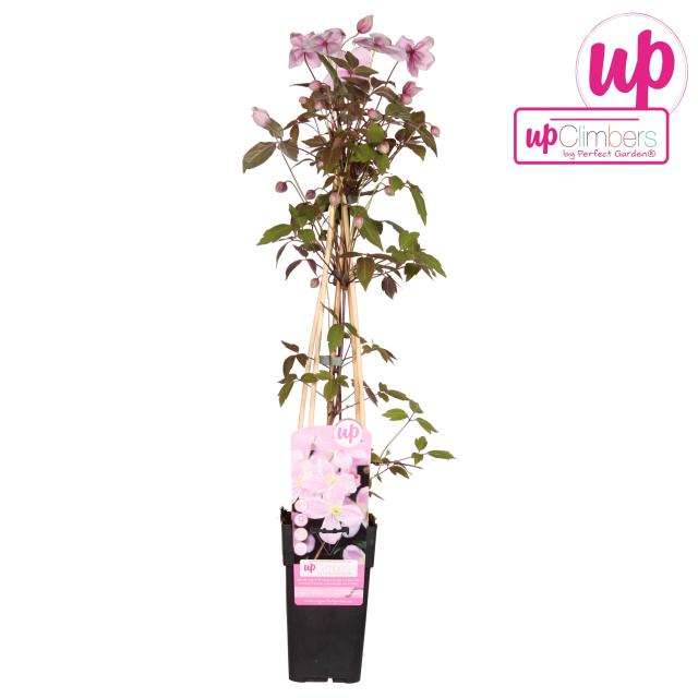 Clematis montana 'Mayleen'