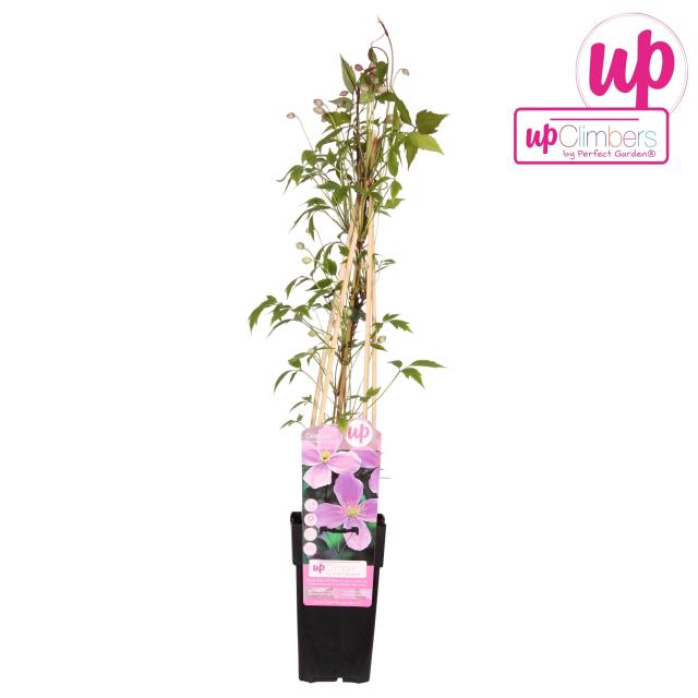 Clematis montana rubens