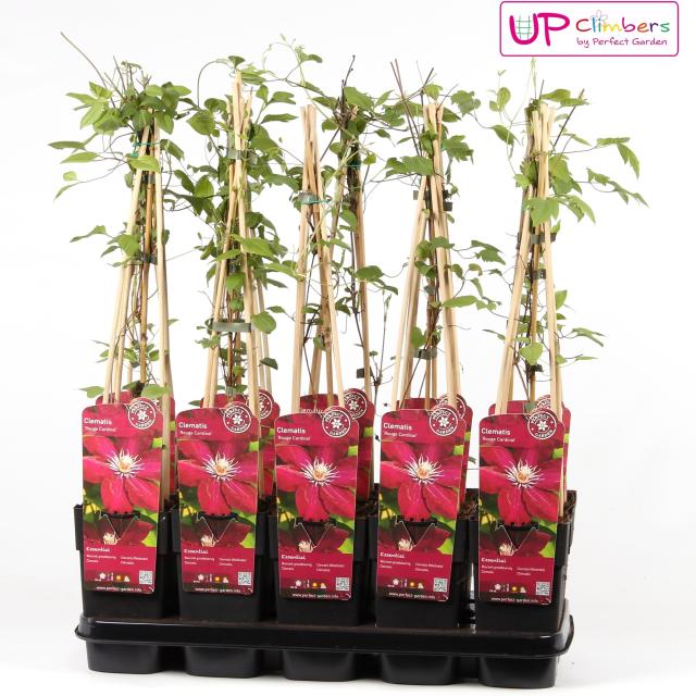 Clematis 'Rouge Cardinal'