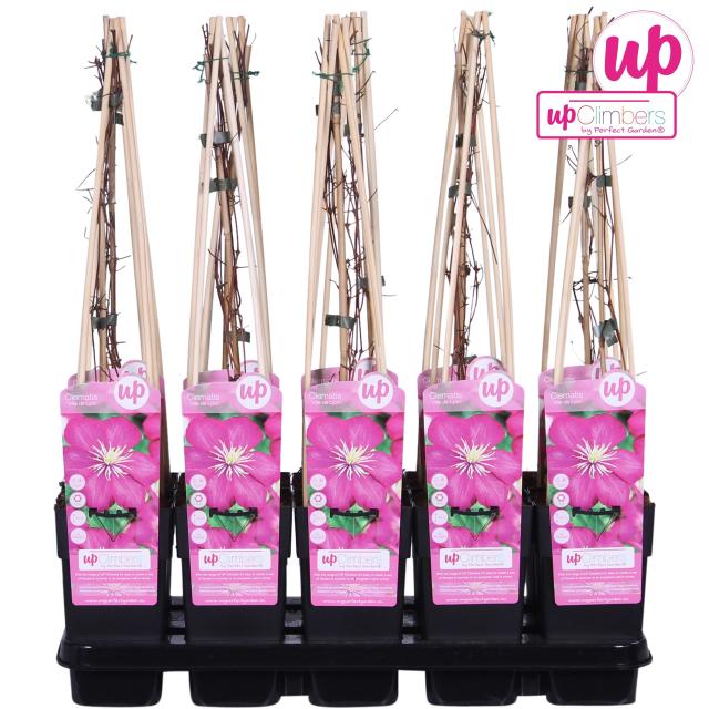 Clematis 'Ville de Lyon'