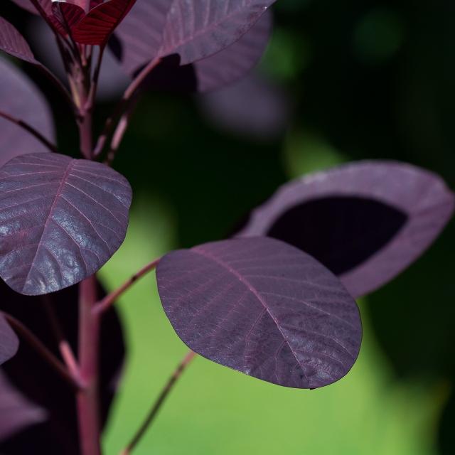 Cotinus coggygria 'Royal Purple'