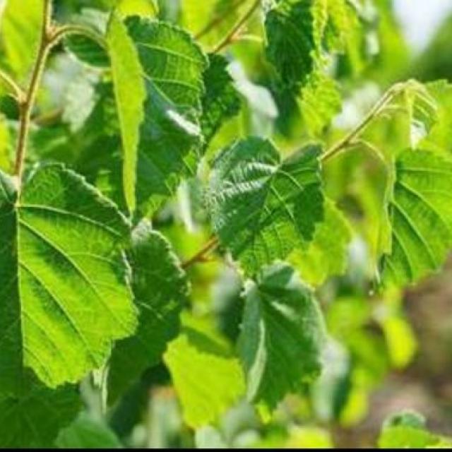 Corylus collurna