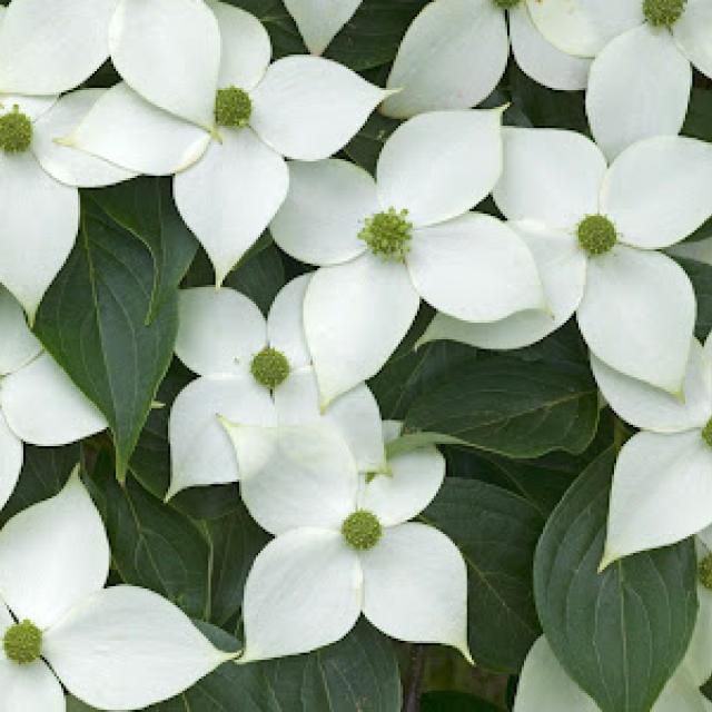 Cornus kousa 'Milky Way'