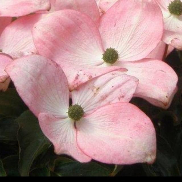 Cornus kousa 'Solleil Rouge'