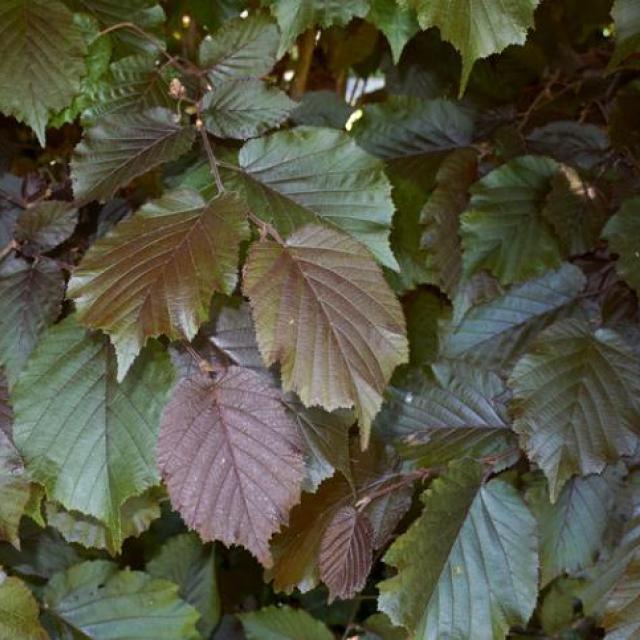 Corylus maxima 'Purpurea'