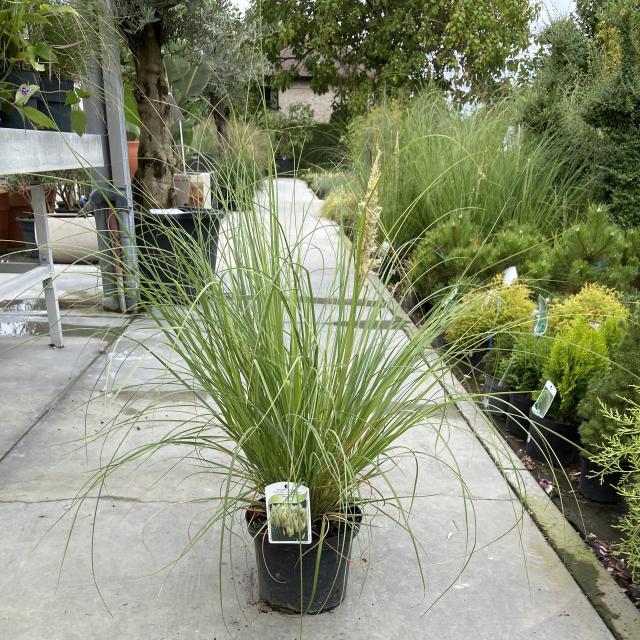 Cortaderia selloana 'Pumila'