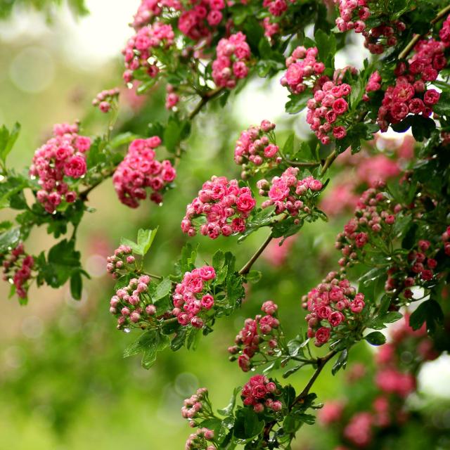 Crataegus 'Paul's Scarlet'