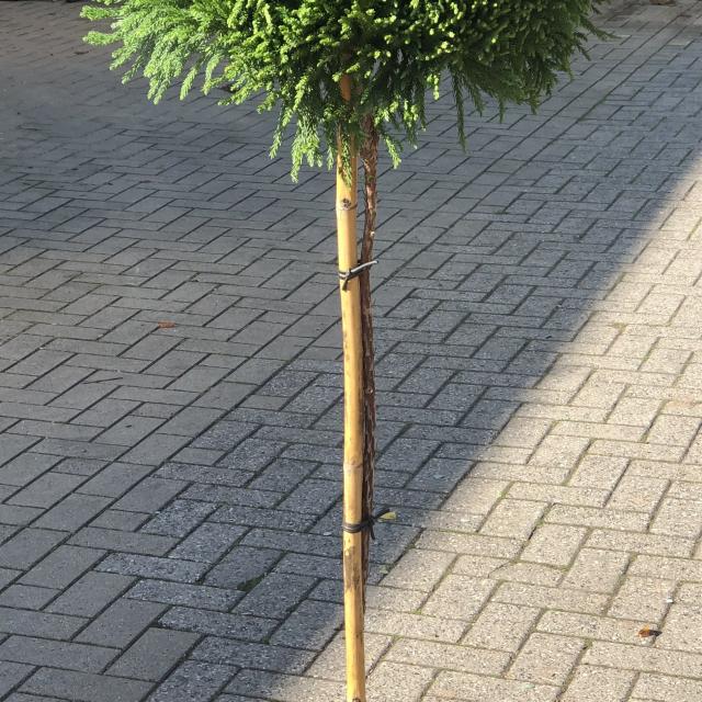 Cryptomeria japonica 'Globosa Nana'
