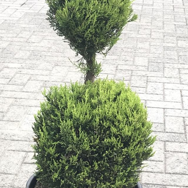 Cupressocyparis Leylandii Gold Rider