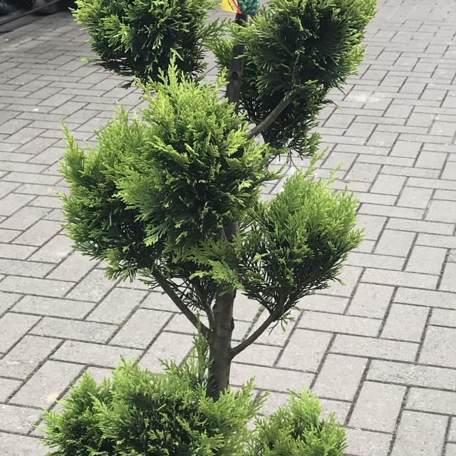 Cupressocyparis Leylandii C.W. Gold