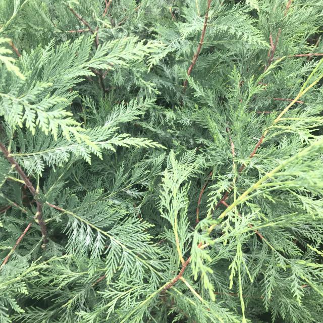 Cupressocyparis Leylandii