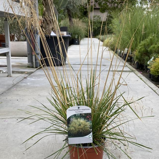 Deschampsia cespitosa 'Goldtau'