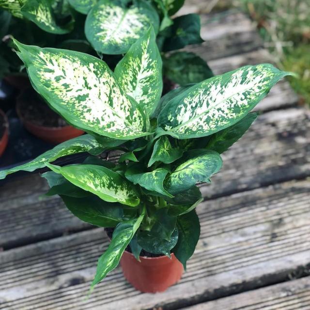 Dieffenbachia 'Cool Beauty'
