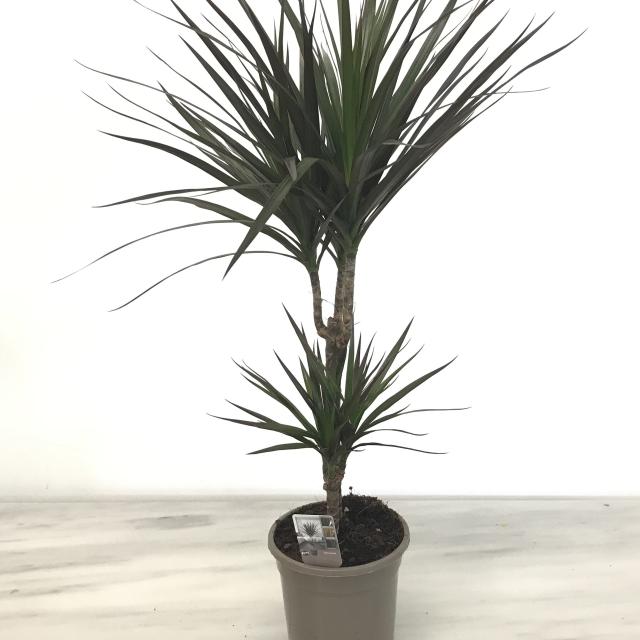 Dracaena magenta