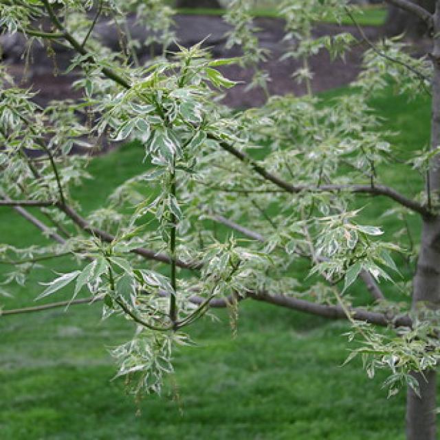 Acer negundo 'Flamingo'
