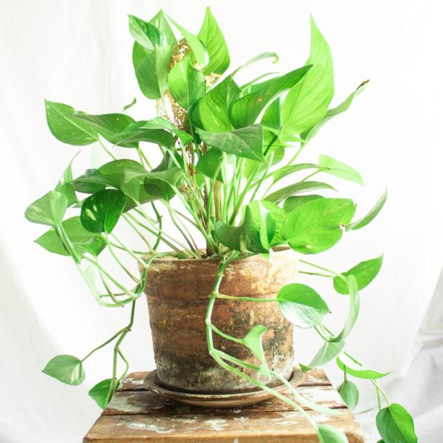 Epipremnum op mosstok