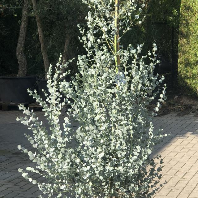 Eucalyptus azura