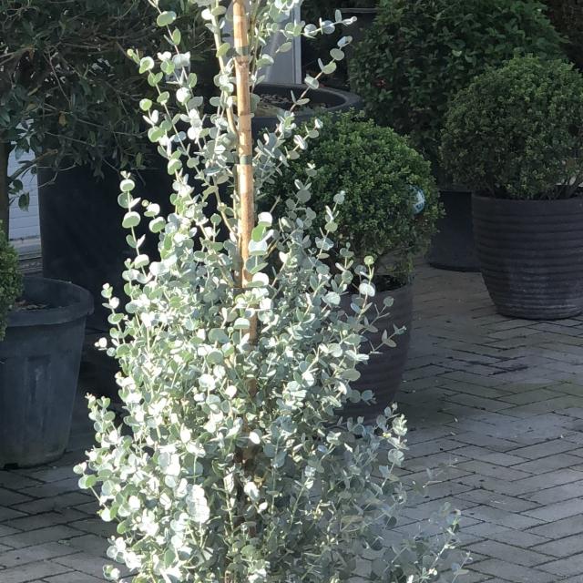 Eucalyptus azura