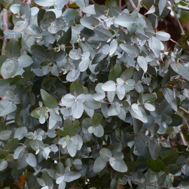 Eucalyptus gunnii