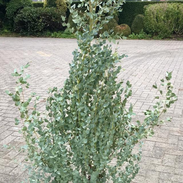 Eucalyptus gunnii