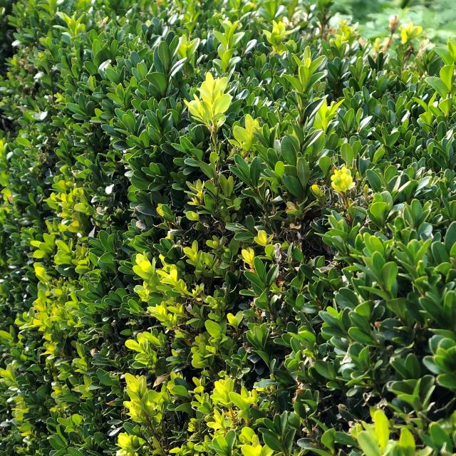 Euonymus japonicus