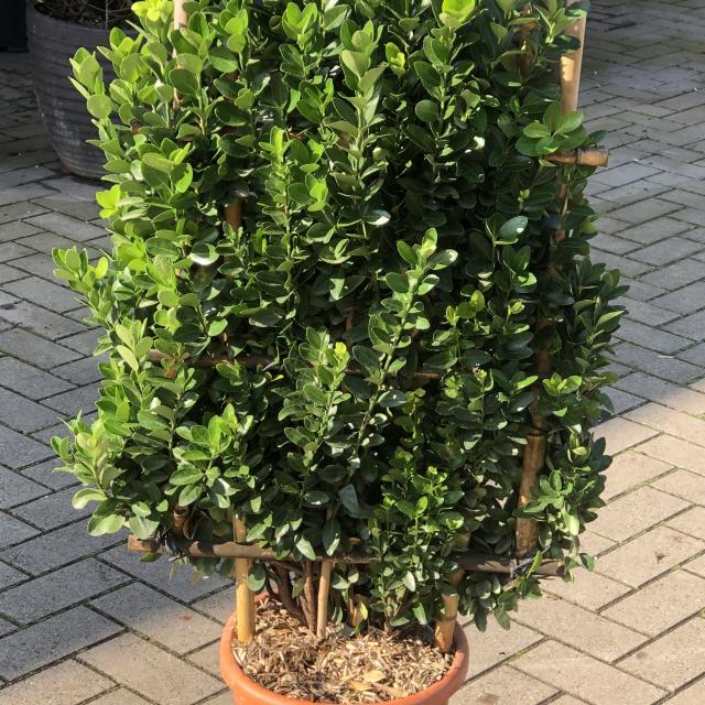 Euonymus japonicus