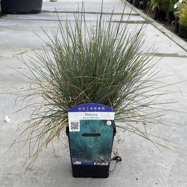 Festuca glauca 'Intense Blue'