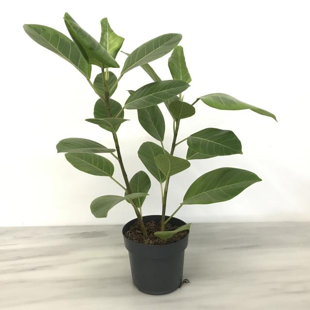 Ficus altissima