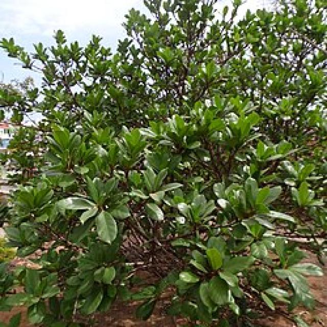 Ficus Cyathistipula