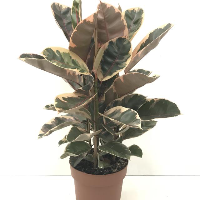 Ficus elastica 'Belize'