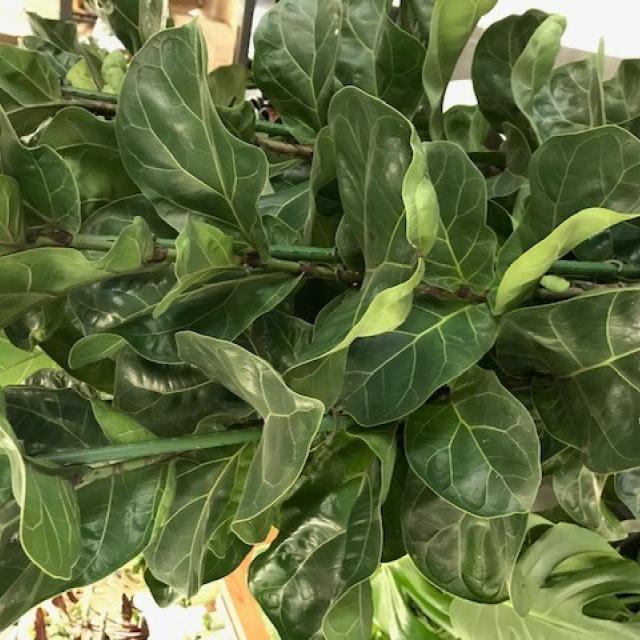 Ficus Lyrata