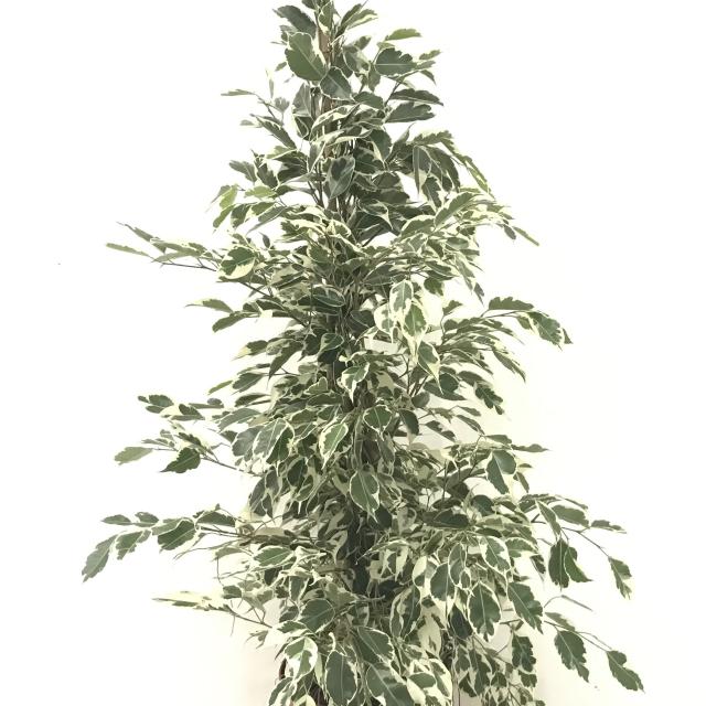 Ficus benjamina Twilight