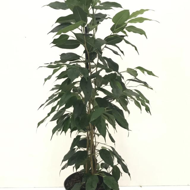 Ficus