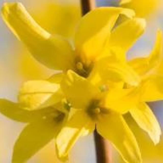 Forsythia interm. 'Lynwood'