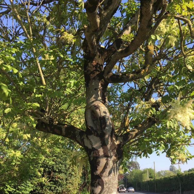 Fraxinus ornus 'Meczek'